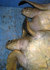 Caught 2 juveniles green and black turtles (at 8pm)