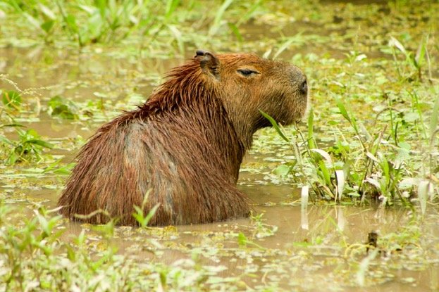 capybara – Earthwise Aware